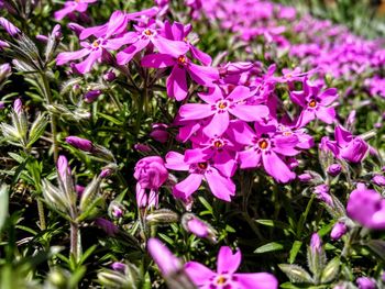 Close-up of pink flowering plant