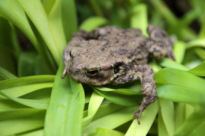 Close-up of frog on leaves