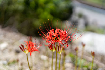 Close-up of red flowering plant