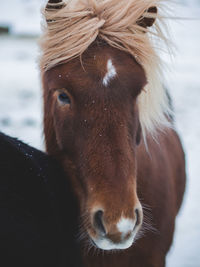 Close-up of horse standing during winter