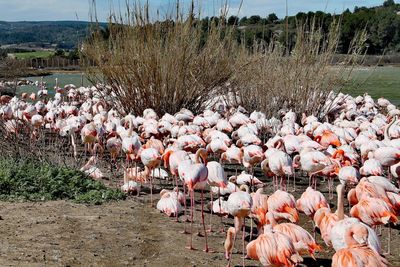 View of birds on land