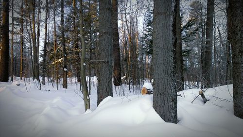 Snow covered trees in forest