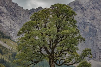 Scenic view of tree mountains against sky