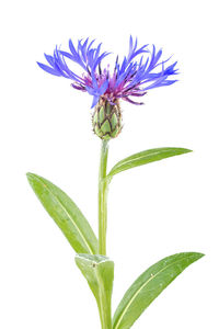 Close-up of flowering plant against white background