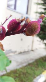 Close-up of pink flower