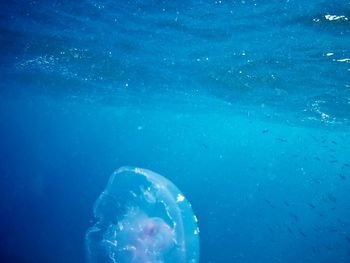 Close-up of jellyfish swimming in sea
