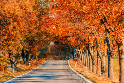 Road amidst trees during autumn