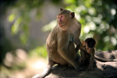 Monkeys sitting outdoors