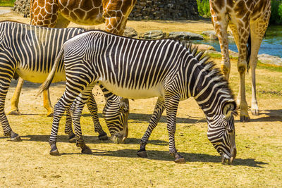 Zebras in a field