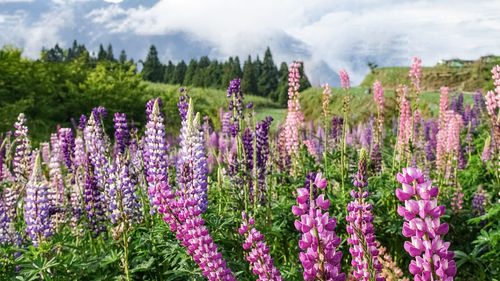 Close-up of purple flowering plants on field against sky