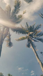 Low angle view of palm trees against sky