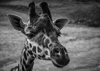 Close-up portrait of giraffe