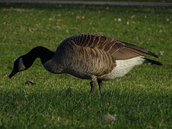 Close-up of a bird on field