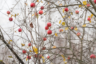 Low angle view of berries on tree