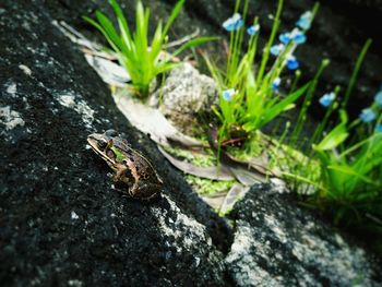 Close-up of insect on rock