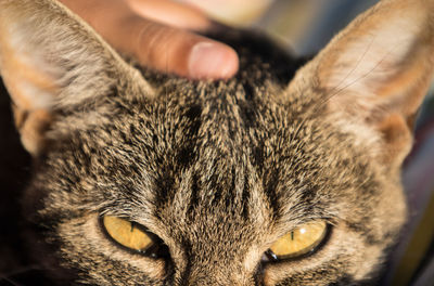 pet