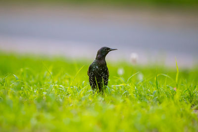 Close-up of a bird perching on a field