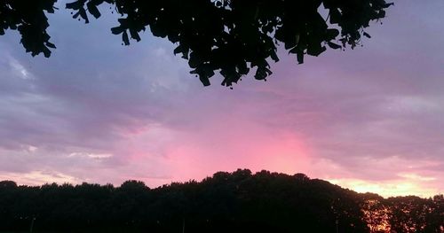 Silhouette of trees at sunset