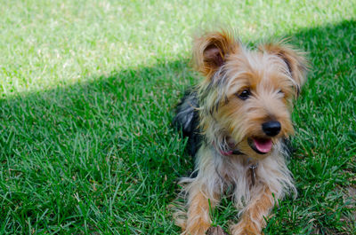 Close-up of dog on field