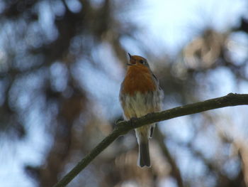 Low angle view of bird perching on branch