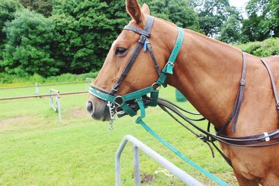 Horse cart on field