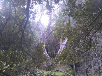 Low angle view of trees