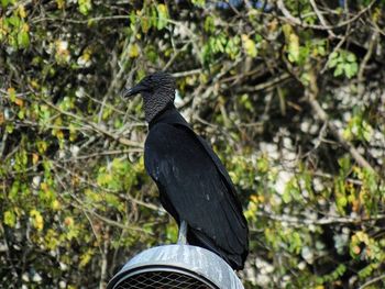 Bird perching on railing