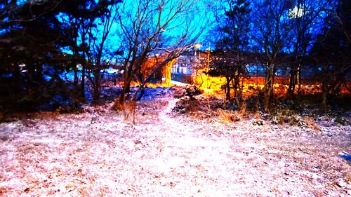 Close-up of trees against sky at sunset
