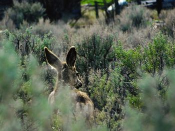 Close-up of horse in grass