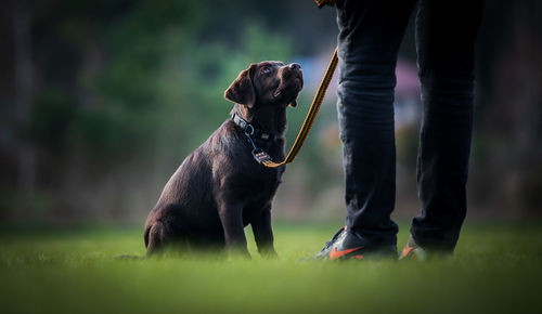 Low section of dog on land