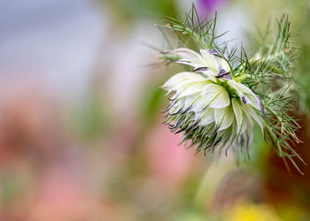 Close-up of white flowering plant