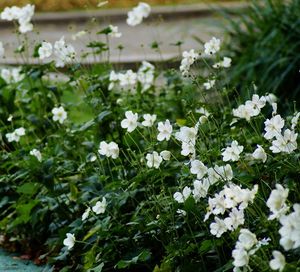 Close-up of white flowering plants