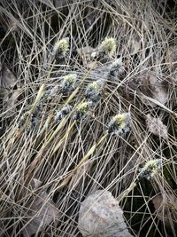 Full frame shot of dry grass on field