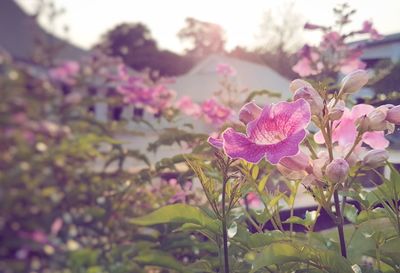 Close-up of pink flowers blooming outdoors