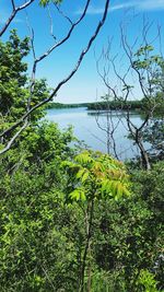 Scenic view of tree by lake against sky