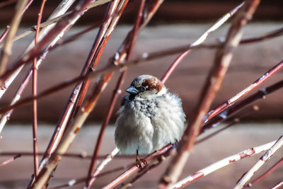 Close-up of bird perching on twig