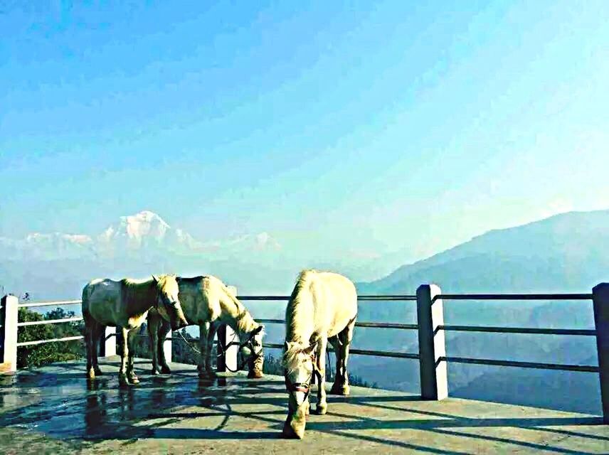 animal themes, domestic animals, horse, water, mountain, sky, sea, tranquil scene, tranquility, scenics, mammal, fence, nature, railing, livestock, beauty in nature, mountain range, clear sky, day, full length