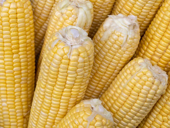 Top-view group freshness seeds of sweet corn. fresh raw maize