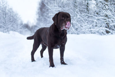 Dog standing on snow