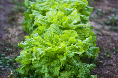 Salad grow on the kitchen-garden in soil. organic vegetables.