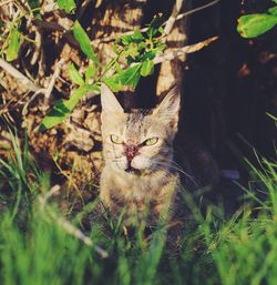 Portrait of cat sitting in grass