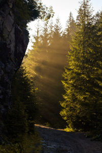 Trees in forest