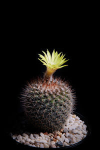 Close-up of cactus flower against black background