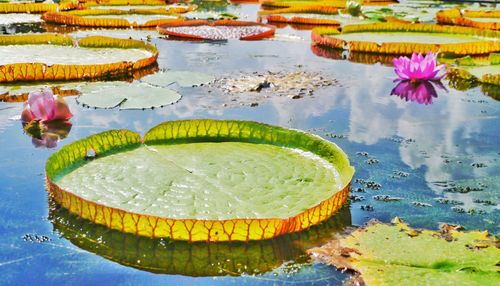 Lotus water lily in lake