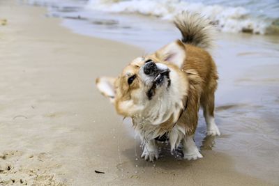View of dog on beach