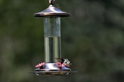 Close-up of bird feeder