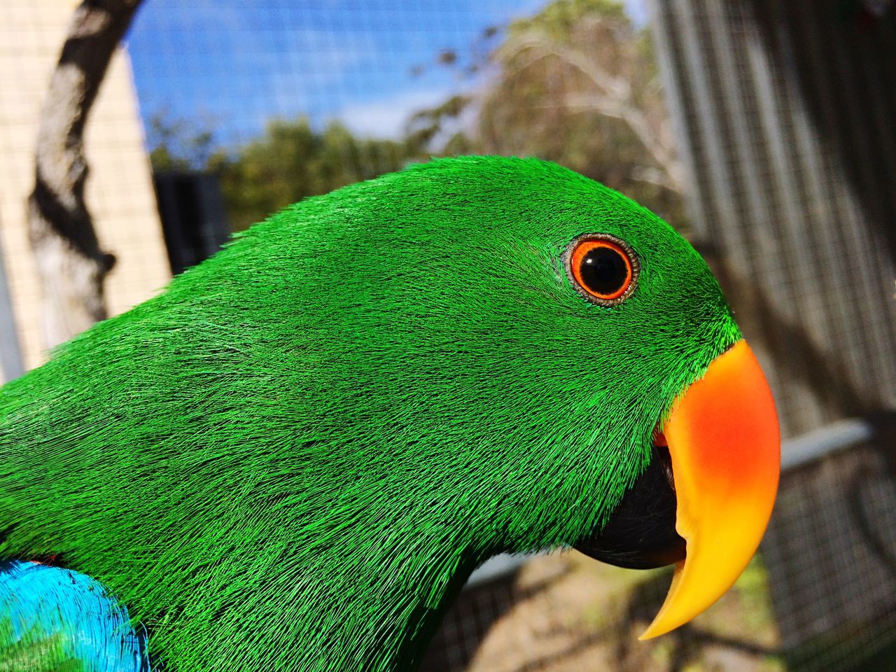 Jellybean_the_Eclectus