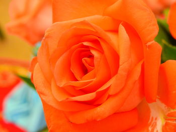 Close-up of orange rose