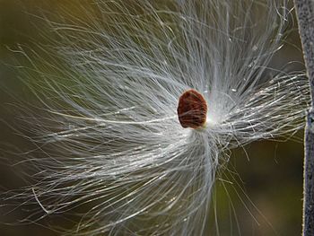 Close-up of water drops on plant