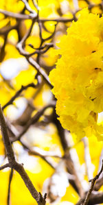 Close-up of yellow flowering plant